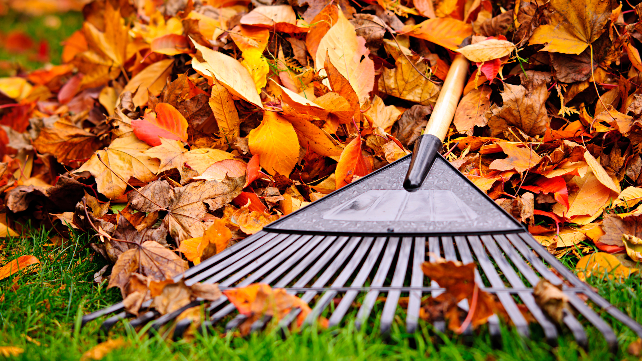 An autumn scene with a broom sweeping fallen leaves