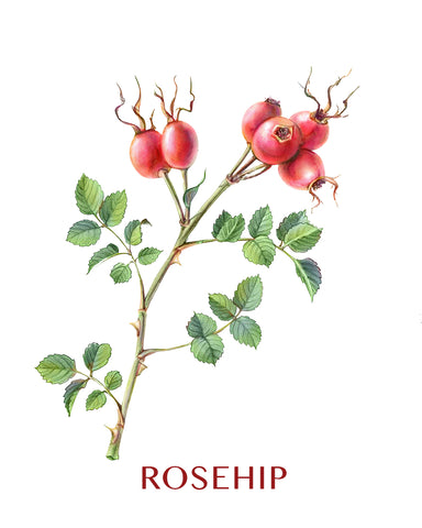 rosehip plant