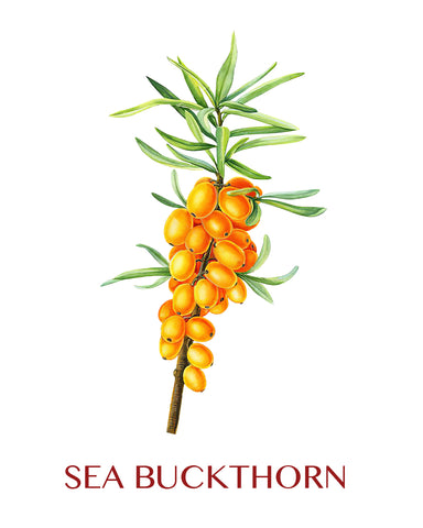 sea buckthorn plant