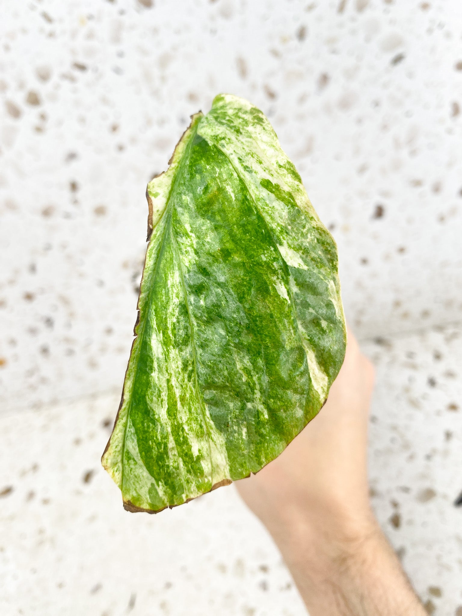 Amydrium Medium Variegated 1 leaf with sprout (rooting)