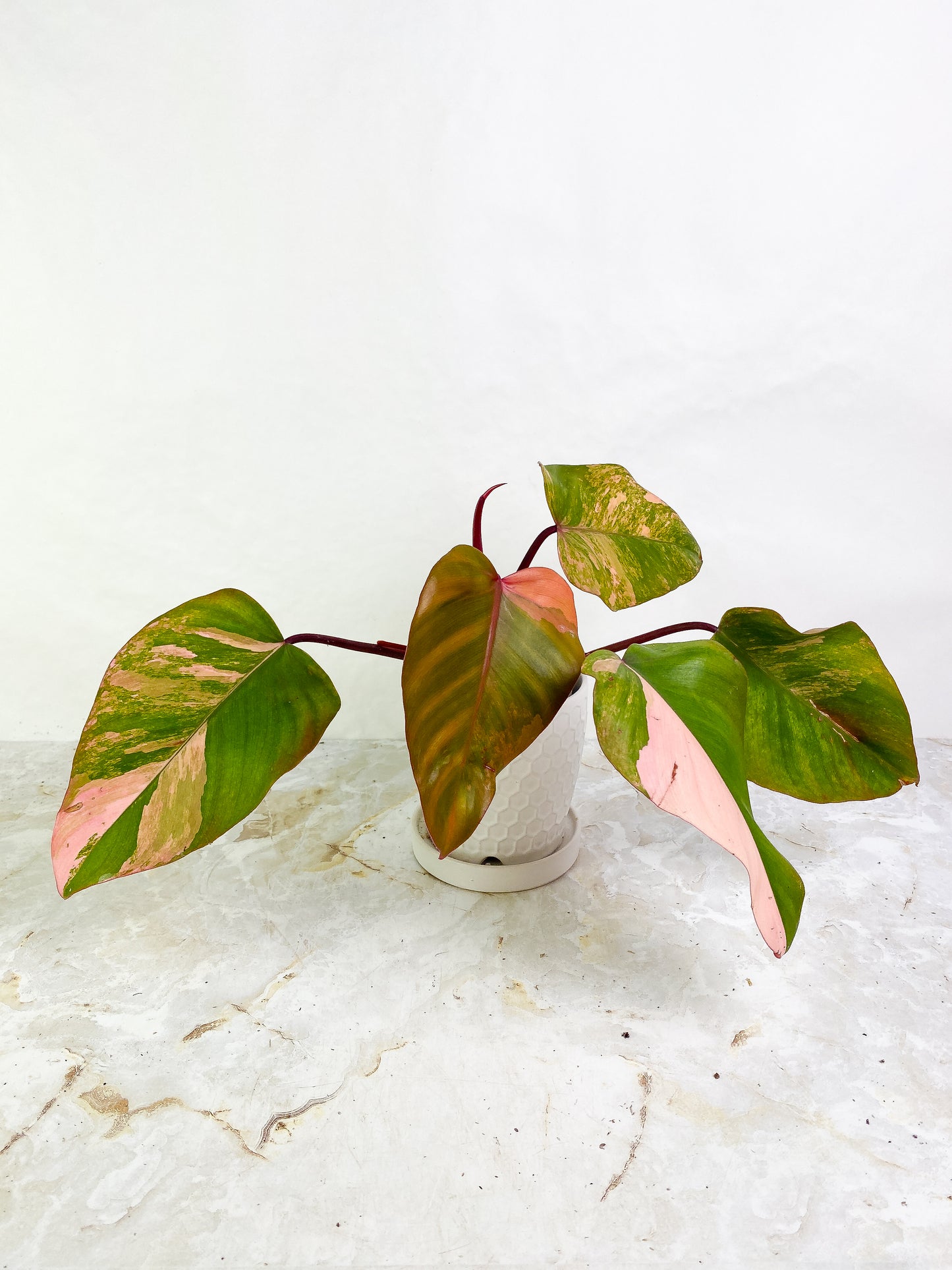 Philodendron Strawberry Shake Rooted 1 sprout Highly Variegated
