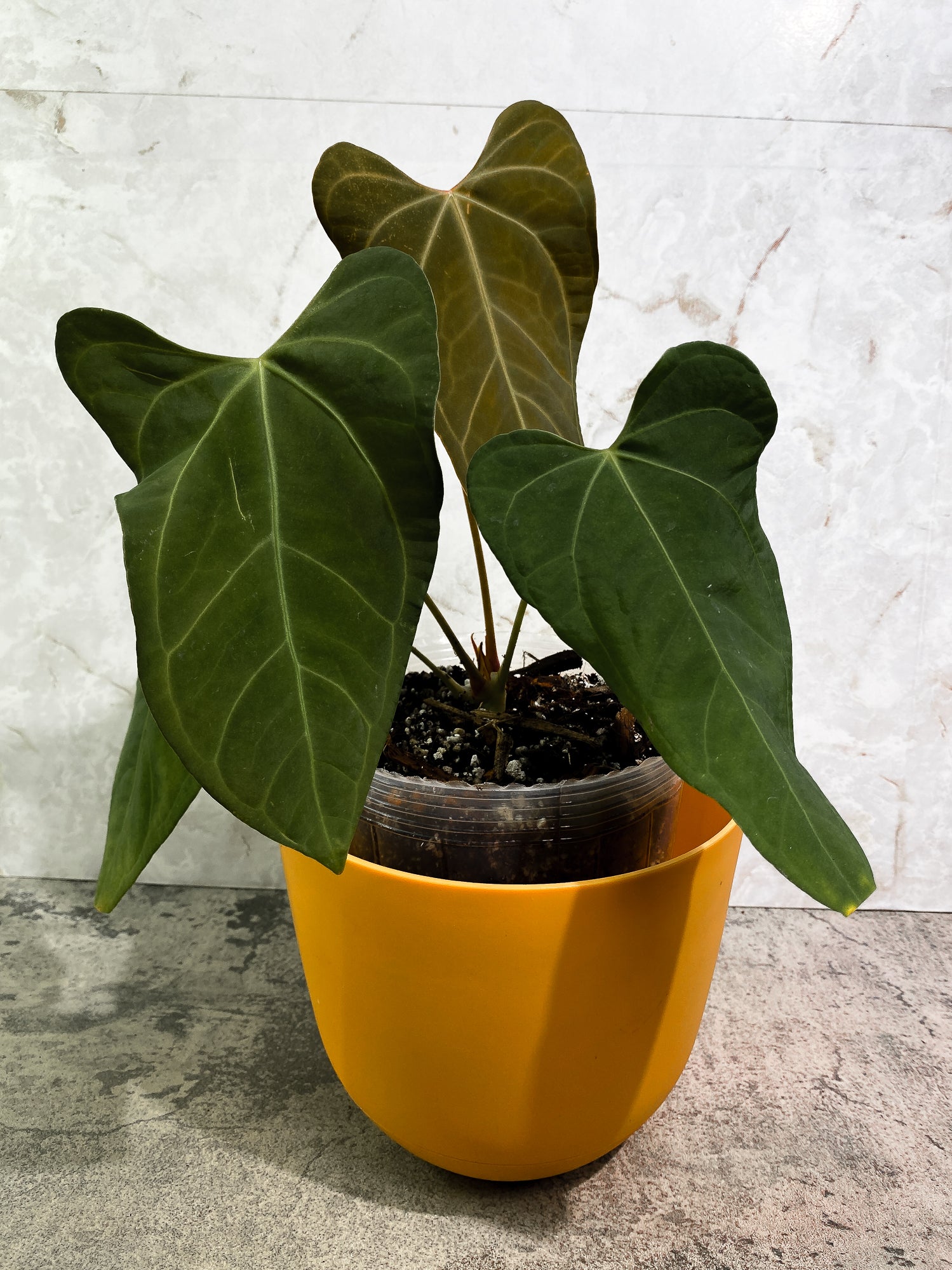 Anthurium papillilaminum 1 leaf 1 sprout fully rooted – Leafy Soulmates