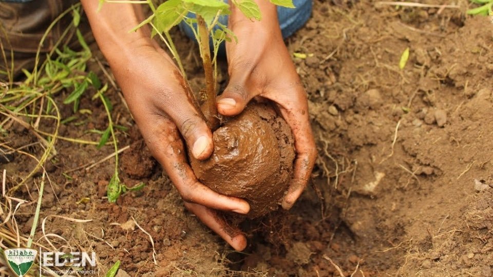 Eden Reforestation Projetc - Tree planted 