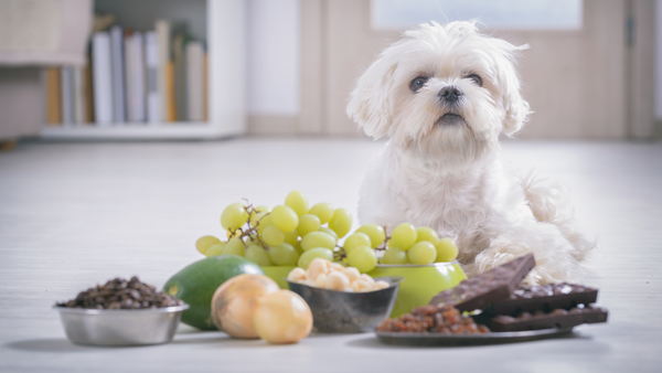 Chien avec de la nourriture empoisonnée