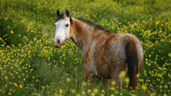 Pferd auf einerm Blumenfeld