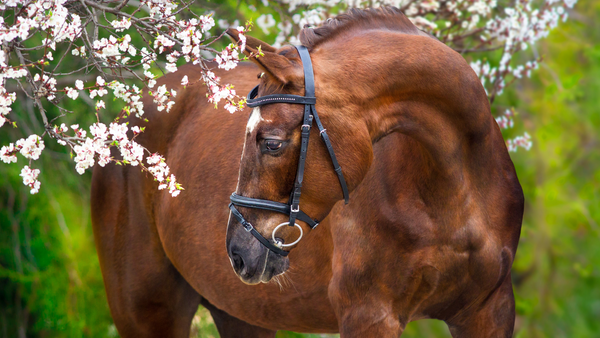 Pferd mit Blumen 