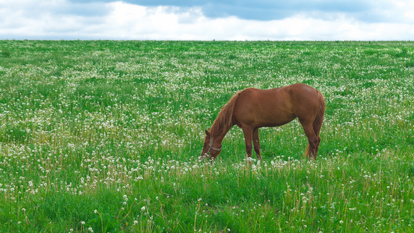 Pferd auf einer Weide mit Blumen
