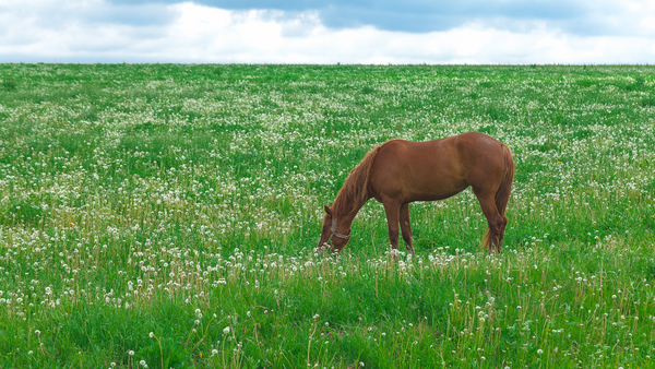 Cheval dans un pâturage fleuri