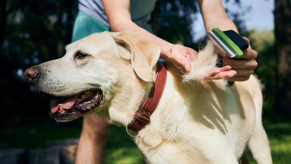 Labrador wird gebürstet