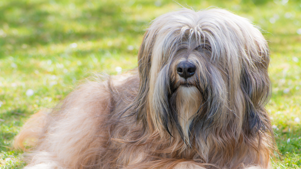 Hund mit langem Haar