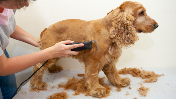 Chien chez le coiffeur