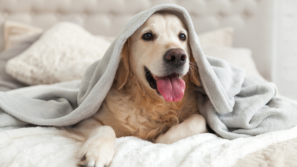 Hund ist glücklich unter einer Decke