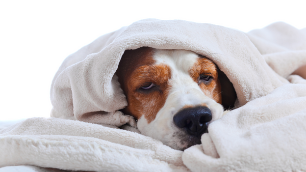 Le chien est triste sous une couverture