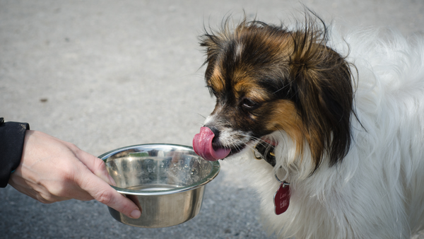 Le chien boit de l'eau