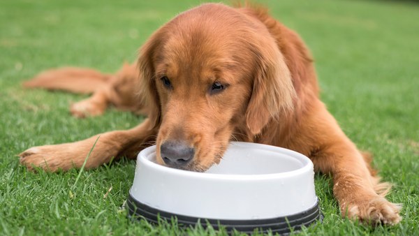 Hund trinkt wasser 