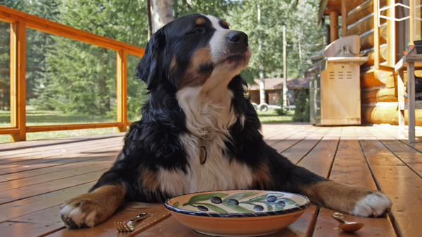 Le chien est assis devant une assiette vide