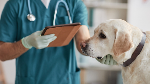 Chien chez le vétérinaire