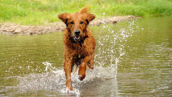 Hund rennt durch Wasser