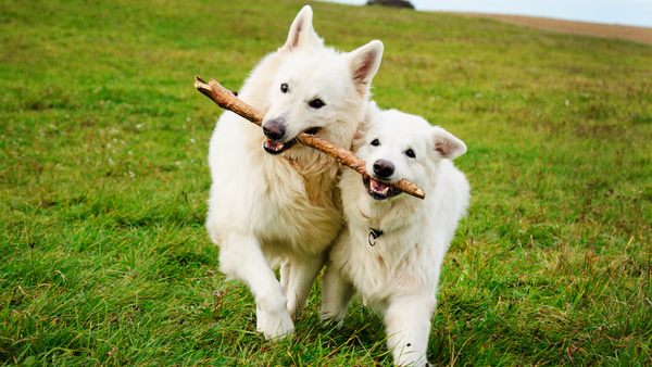 Zwei Hunde rennen mit Stock