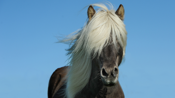 Pferd mit langer blonder Mähne