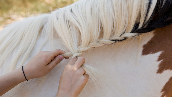 braun-weißes Pferd mit geflochtener Mähne