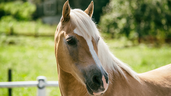 Pferd mit blonder Mähne auf einer Weide