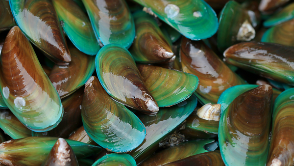 Moule aux lèvres vertes