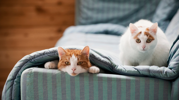 Chats sur un canapé