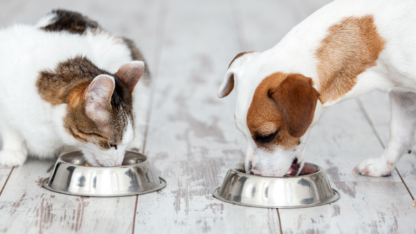 Vomissement de chat et de chien