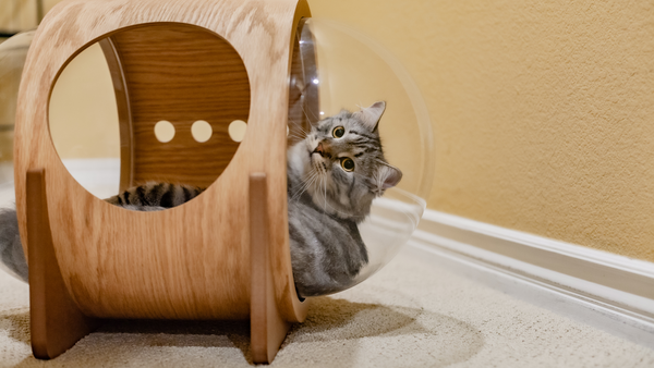 Katze markiert Wohnung