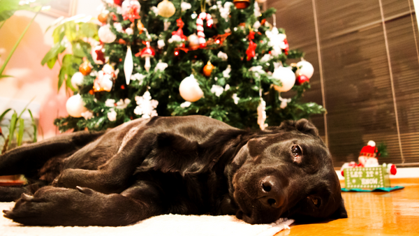 Hund am Weihnachtsbaum