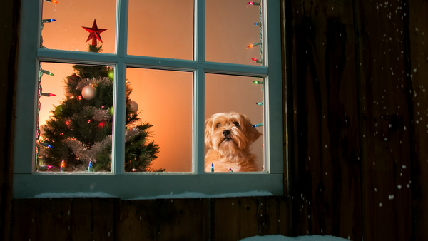 Hund am Fenster 