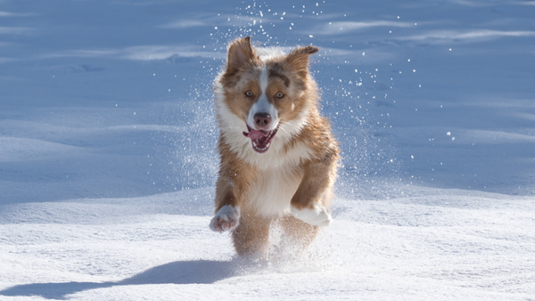 Chien dans la neige