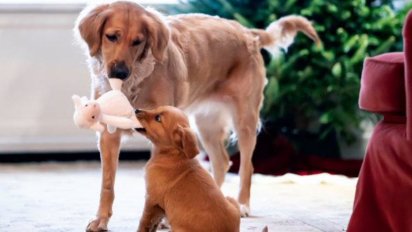 Chiens au sapin de Noël