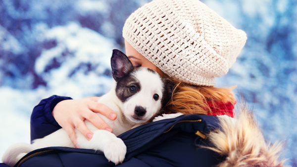 Hund im Winter 