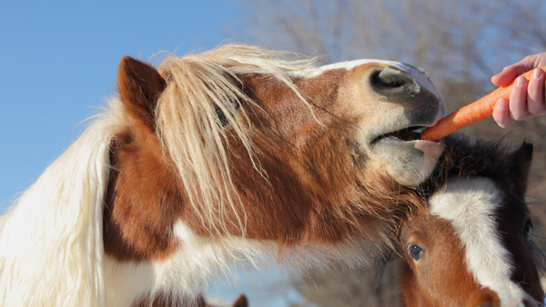 Pferd frisst Karotte