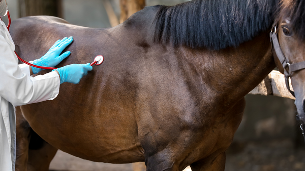 Pferd mit Tierarzt 