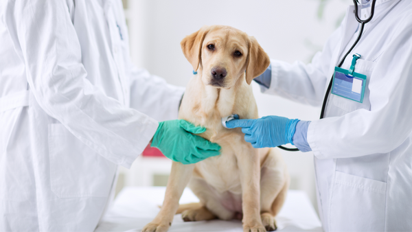 Chien chez le médecin