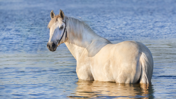 Pferd im Wasser