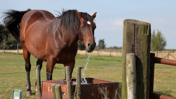 Pferd trinkt Wasser