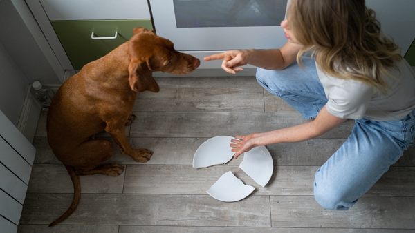 Assurance responsabilité civile chien