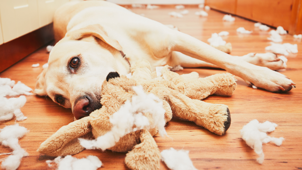 Chien souffrant d'anxiété de séparation