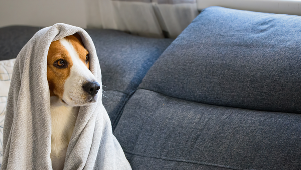 Hund kann alleine bleiben 