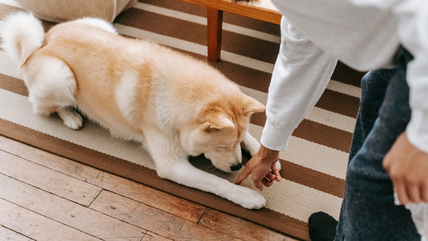 Hundetraining zum alleine bleiben