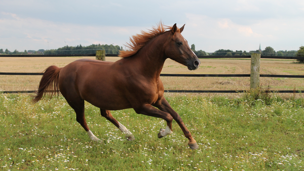 Pferd im Sommer auf einer Weide