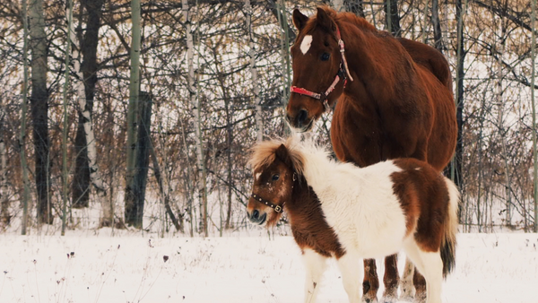 Pferde mit Winterfell