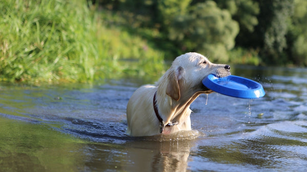 Ein Hund kühlt sich im See ab