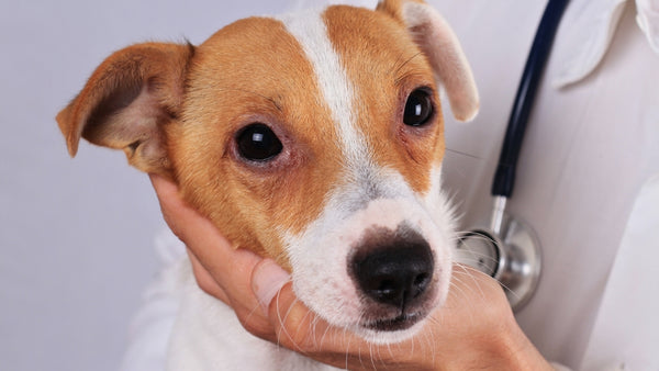 Symptôme d'allergie chez le chien : Yeux rouges et gonflés