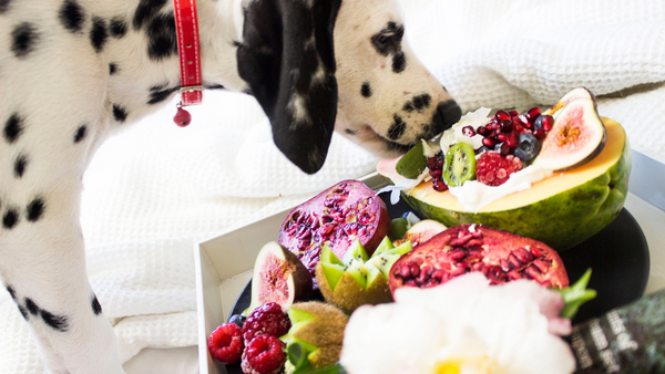 Hund frisst Obst von einem Tisch weg