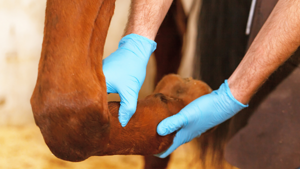 Ein Pferd wird aufgrund seiner Arthrose behandelt